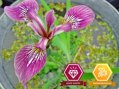Iris kermensina